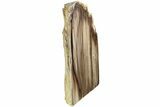 Polished, Petrified Wood (Metasequoia) Stand Up - Oregon #185154-2